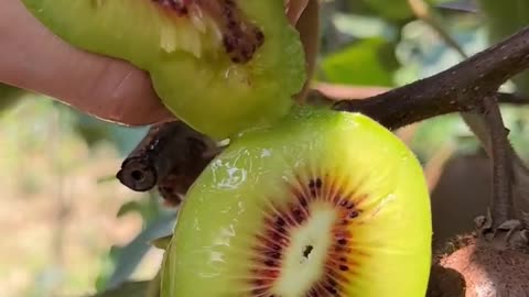 Peanut Butter Durian Fruit