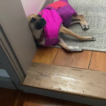 Dog Eureka Doesn't Want to Move 12.2021