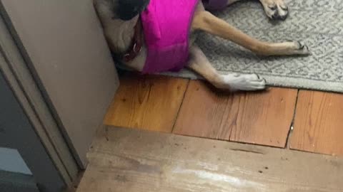 Dog Eureka Doesn't Want to Move 12.2021