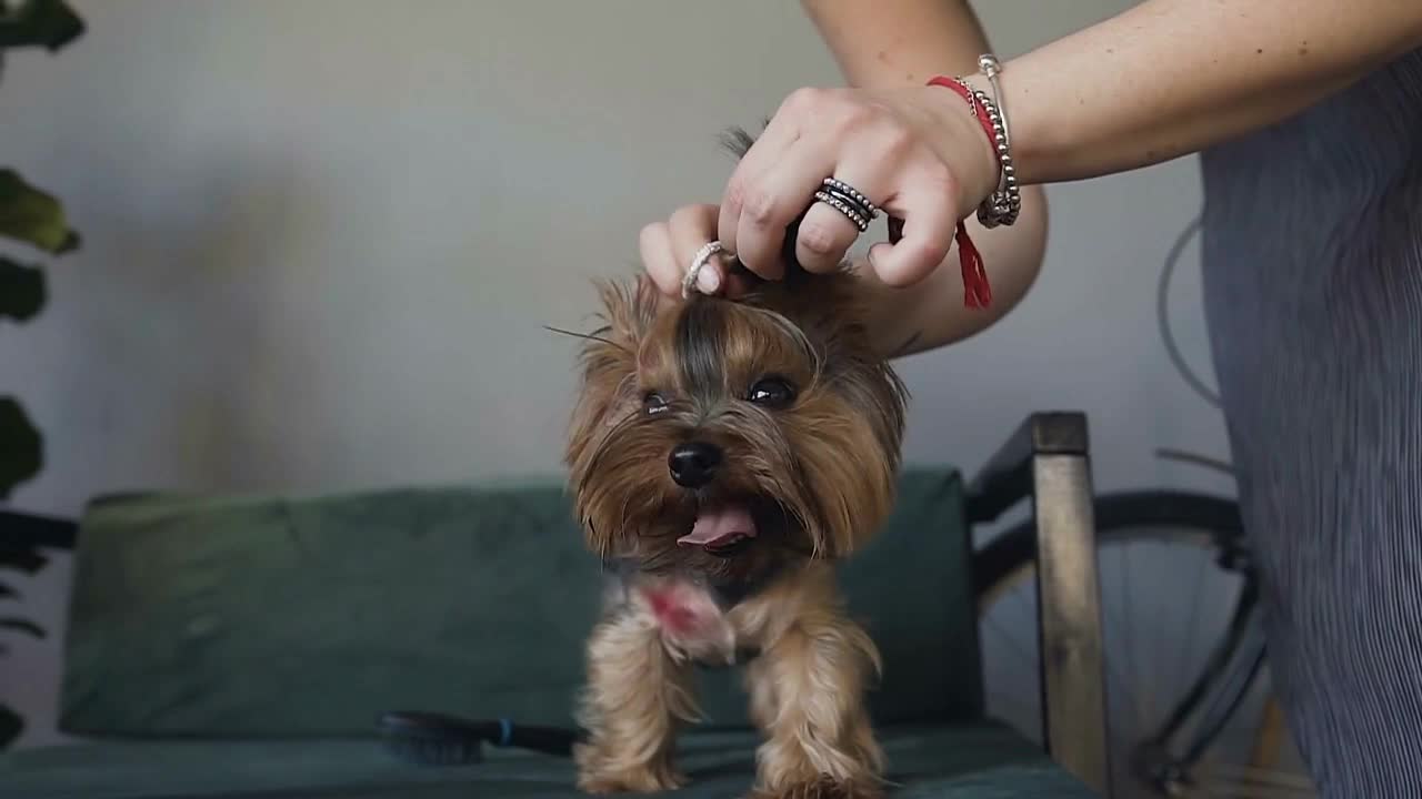 The girl makes hairstyle to the little dog who sits on the couch