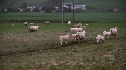 Herd of white sheep grazing on the mountain field together. Sheep with lambs walking on the meadow