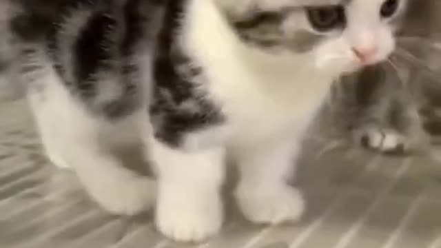 Baby cat comedy cartoon funny video cat comedy 2022