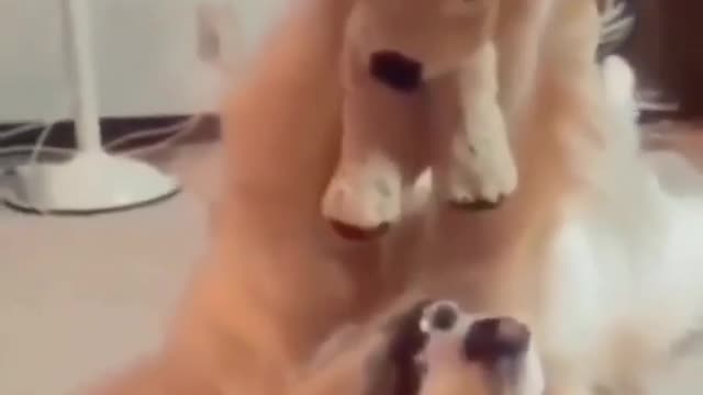 Funny And cute dog playing