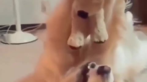 Funny And cute dog playing