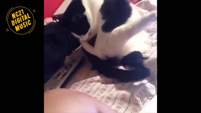 Funny Videos of Dogs, Cats and other Animals 8