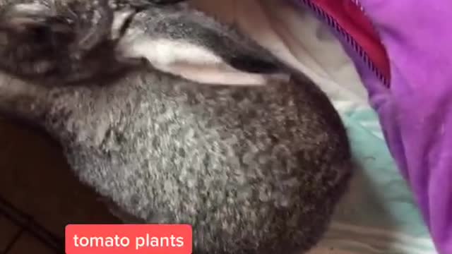Bunny Life Sharing #funny #bunny #rabbit #foryoupage #fyp
