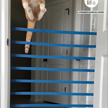 Funny Cat| How to Challenging herself| Funny & Weird