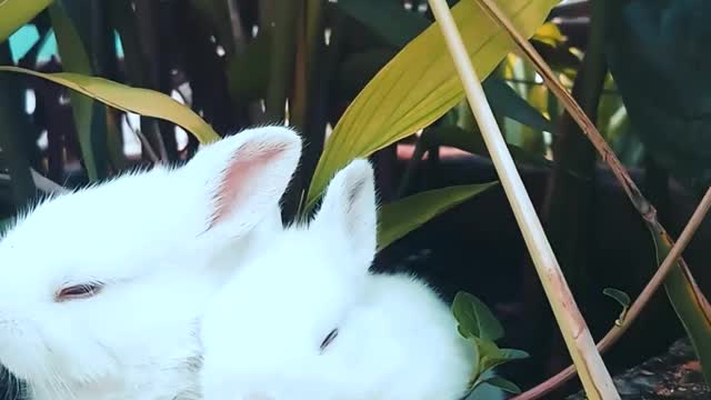 Rabbits Resting On A Pot With A Plants