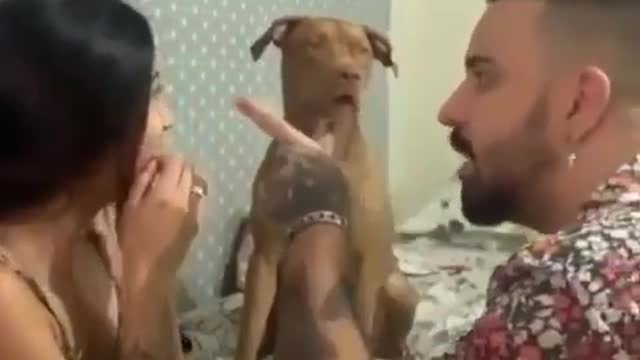 Dog Stops Fighting Between Owners