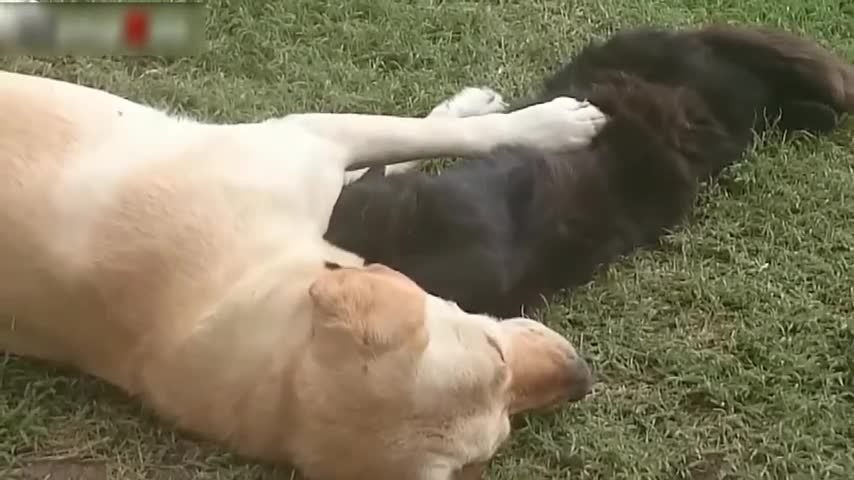 Funny Cats And Dogs Sleeping Together | A Cute Animals Videos Compilatio