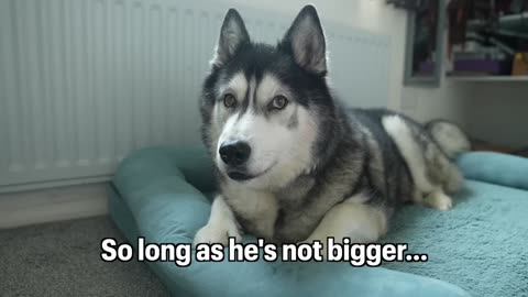 Could My Husky Live With A Giant Cat？!