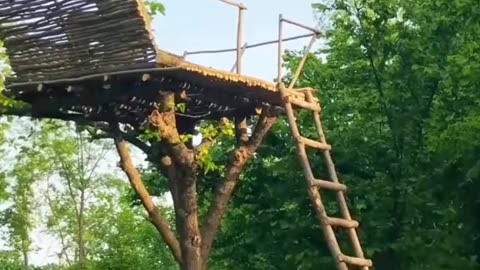 Unbelievable room construction on top of tree