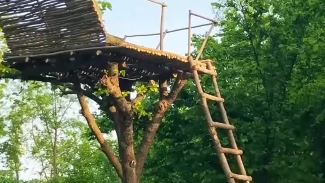 Unbelievable room construction on top of tree