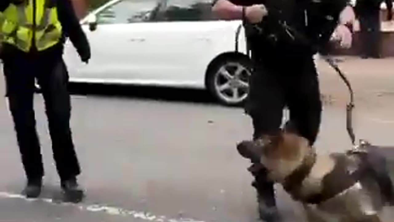 In UK a police dog attacks police officer