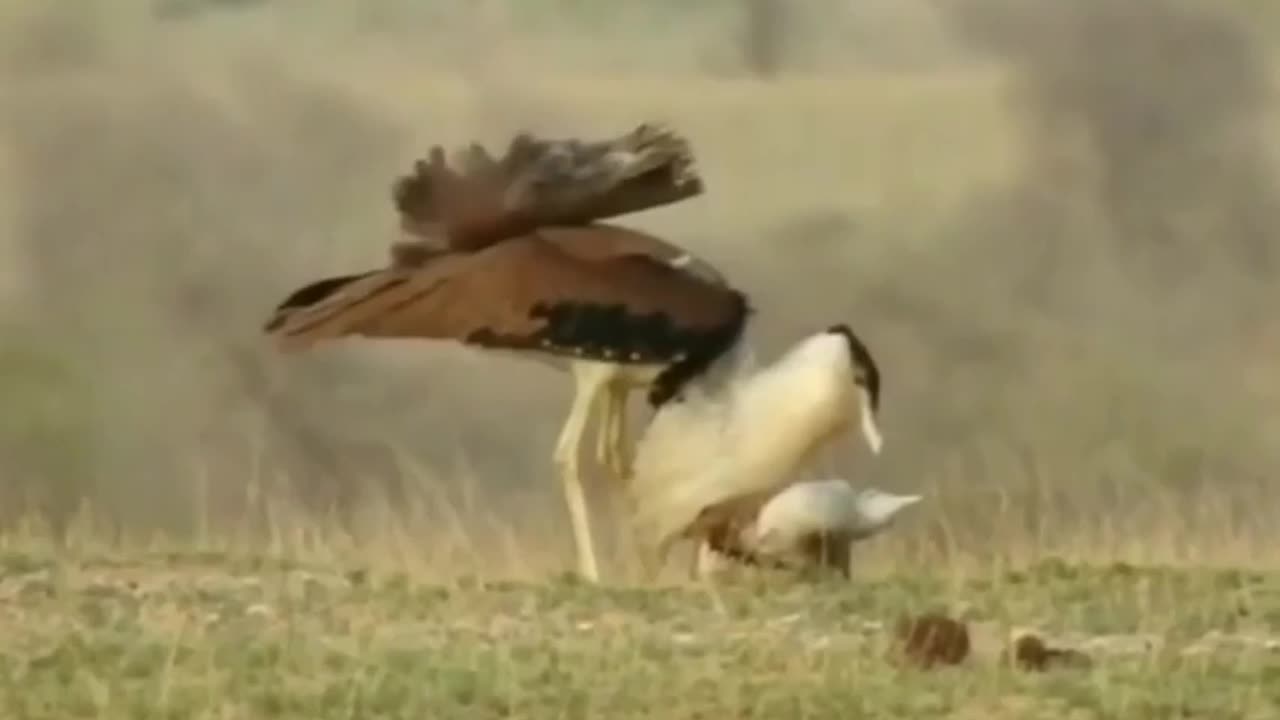 Wildlife in closer view with a natural perspective.