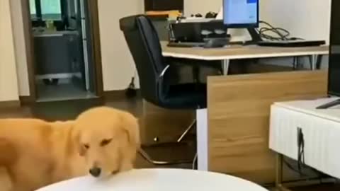 Smart Dog Ever