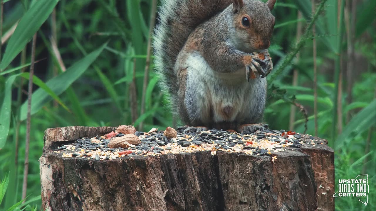 Cat TV 🐱 Dog TV 🐶 Upstate Birds And Critters: Ep 321— 071724