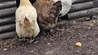 OMC! Brownie - Whitey & friends hanging out in front of the their dirt bathhouse! #brownie #shorts