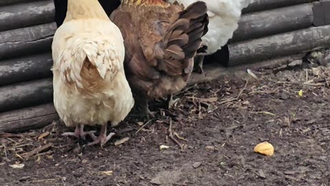 OMC! Brownie - Whitey & friends hanging out in front of the their dirt bathhouse! #brownie #shorts