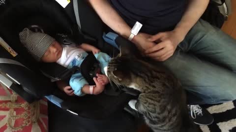 Cats love babies