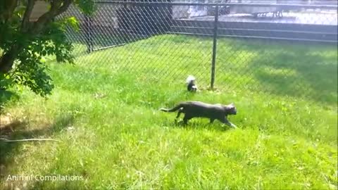 Baby Skunks Trying To Spray - Funniest Compilation