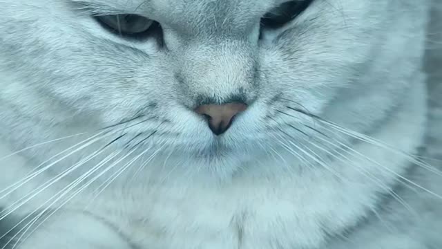 kitty