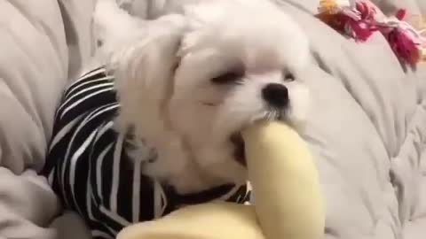 PUPPY TRYING TO EAT BANANA | Managed????