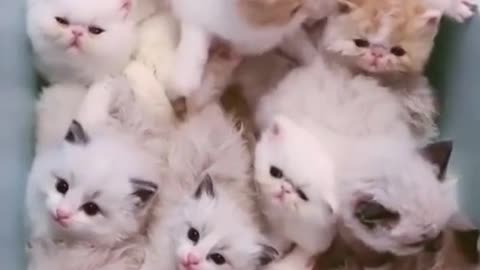 Adorable cute kitten gang😍😂🤣