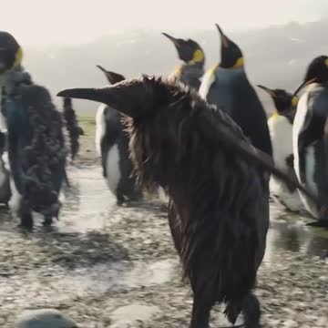 Being a king penguin is not always pretty