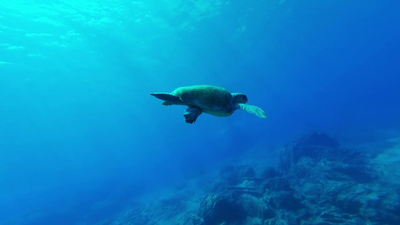 Turtle,ocean,sea, animal,water - Sea Turtle