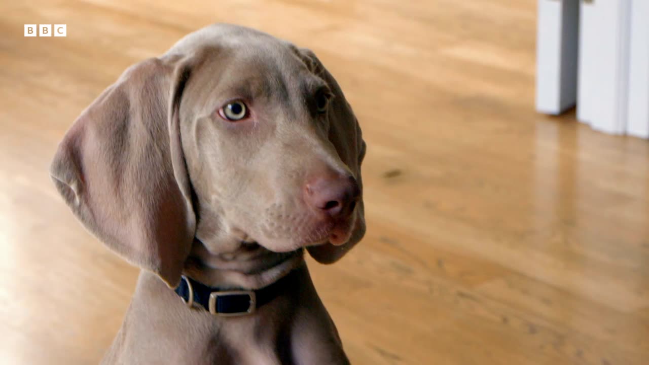 Weimaraner Puppy Reunited with Brother for Play Date Wonderful World of Puppies BBC Earth