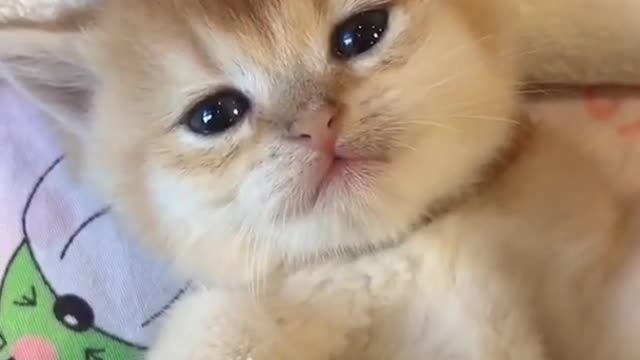 Cuti cats sleeping ❤️ and drink milk