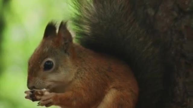 Squirrel Eating while on top of a Feeder