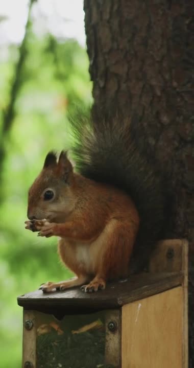 Squirrel Eating while on top of a Feeder