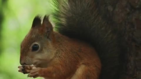 Squirrel Eating while on top of a Feeder