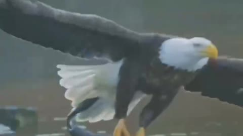 Eagles hunt for food
