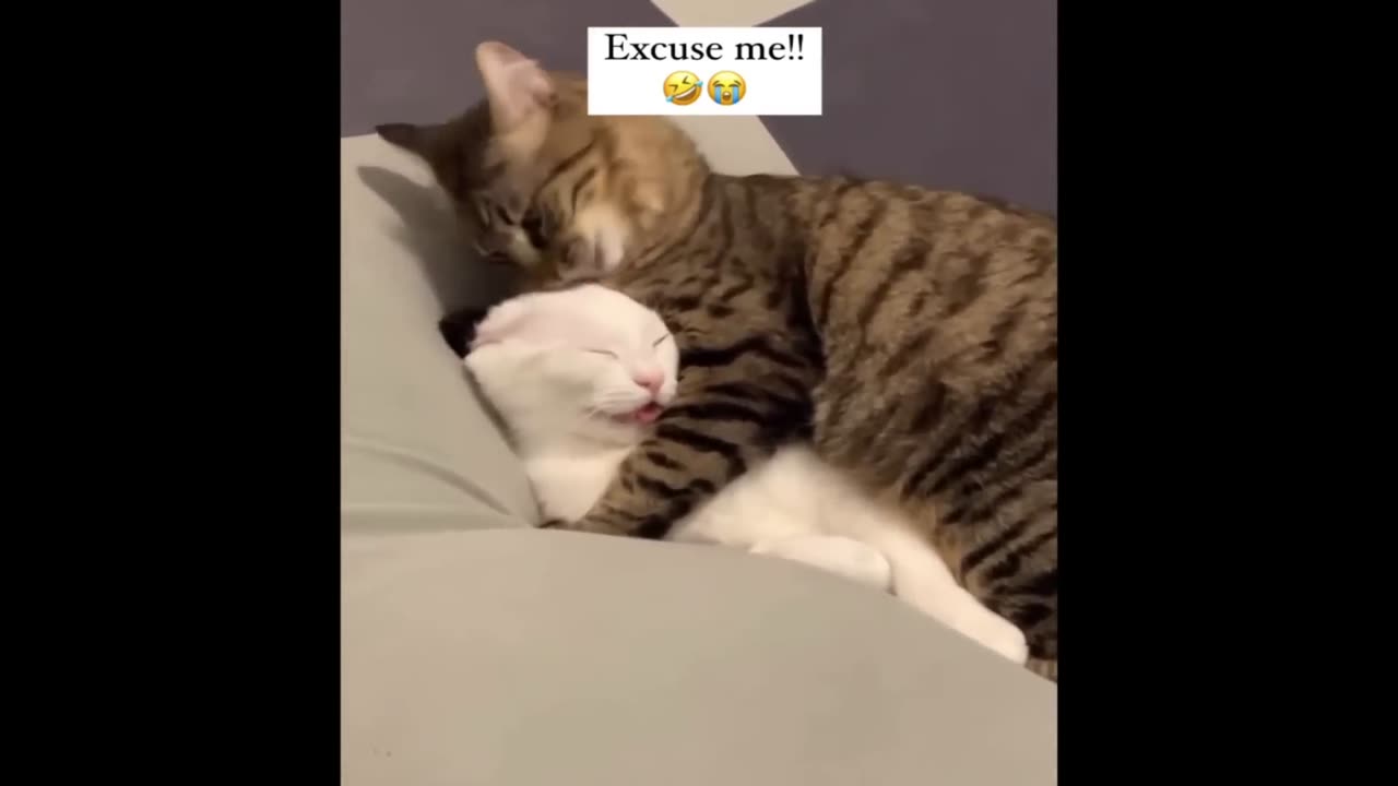 NEW Cats Videos 2024😹😅 Funny Cat Videos Funny Cats #18