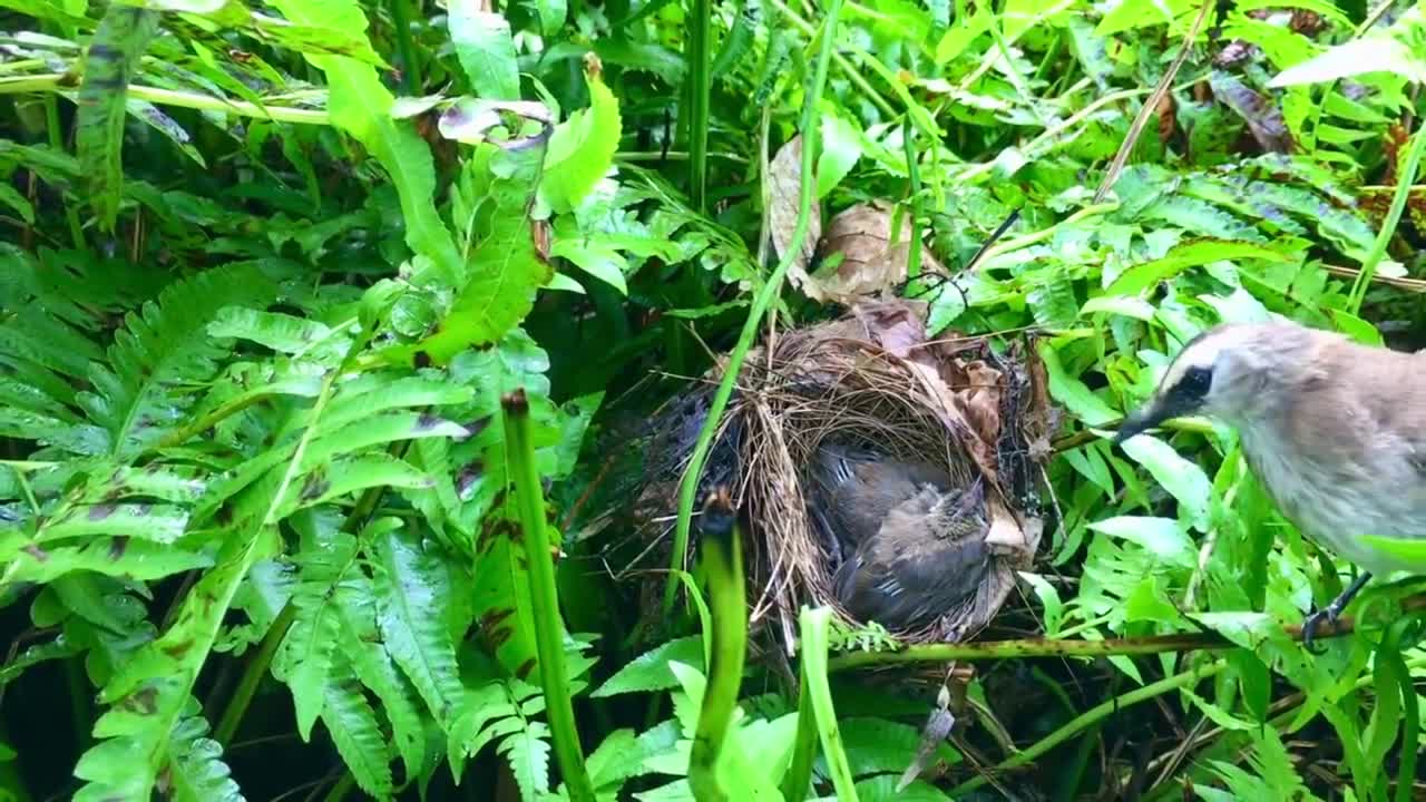 Mother White-browed Yellow-rumped Bulbul fights off snakes to protect her young