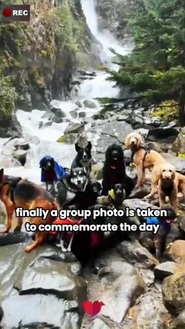 Dogs Taking The Bus To Doggie Daycare