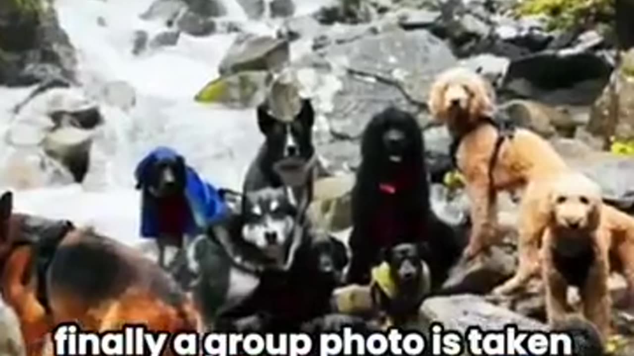 Dogs Taking The Bus To Doggie Daycare