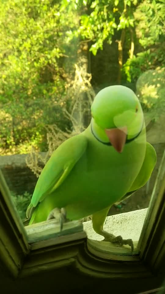 Parrot very fun and beautiful color relaxes the soul