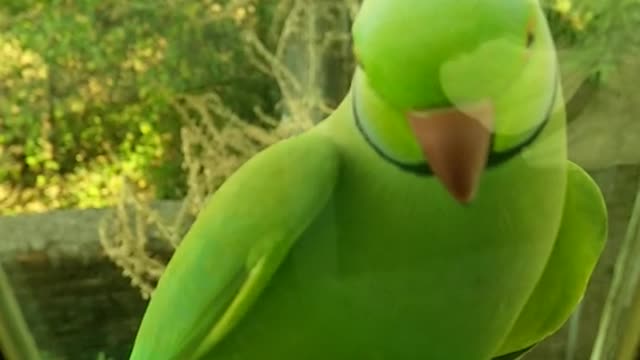 Parrot very fun and beautiful color relaxes the soul