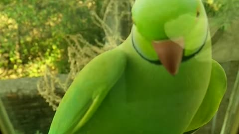 Parrot very fun and beautiful color relaxes the soul