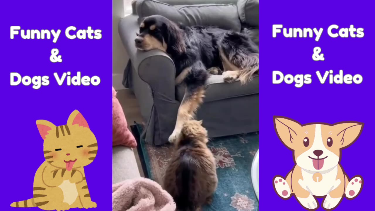 Funny video|cute cats| Hilarious pet video |funny animal video