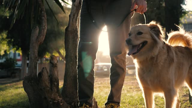 A dog and its owner at a park