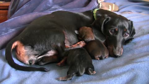 Dachshund-4th puppy birth