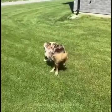 Why Puppies Are The Cutest Creatures