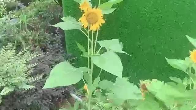 sunflower flower