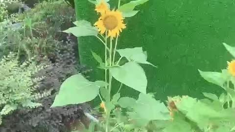 sunflower flower