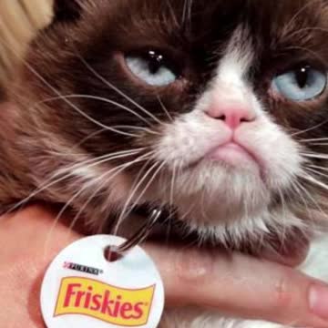 Top 10 Weirdest Pets In The World Part 2